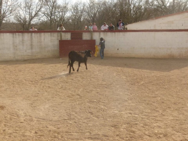 Esquivando a la vaquilla.jpg